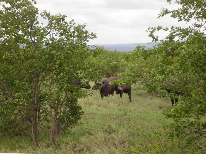 Krüger Nationalpark (Südafrika)