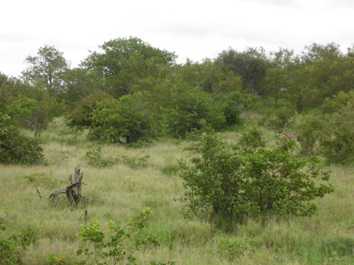 Krüger Nationalpark (Südafrika)